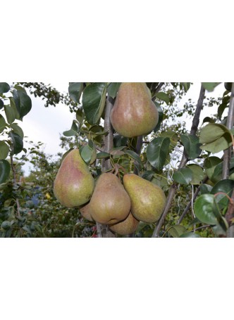 Брянская красавица (летняя)